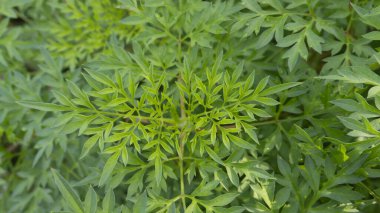 Kenikir, yetiştirilmesi kolay tropikal bitkiler. Kenikir, geleneksel Asya gıda salatası olarak işlenen sebze kategorisindeki bitkilerden biridir.