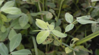Fıstık bitkisi, yüksek sebze proteini olan bitkilerden biri.