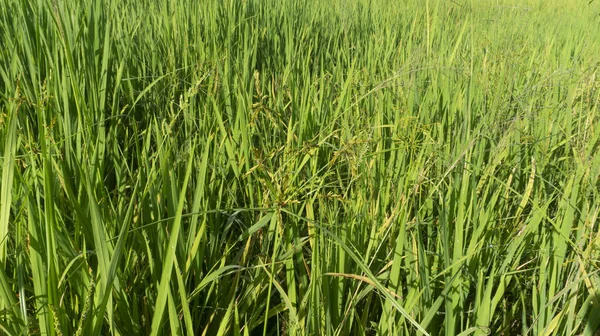 Трава Среди Риса Неприятное Растение Которое Часто Появляется Время Сбора — стоковое фото