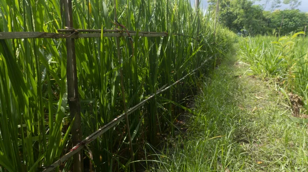 仍呈绿色的稻谷似乎含有这种物质 收获季节快到了 必须多加小心 — 图库照片