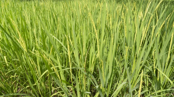 Rice Grains Still Green Appear Contain Harvest Season Coming Soon — Stock Photo, Image