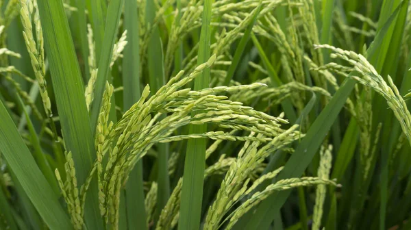 Reiskörner Die Noch Grün Sind Scheinen Enthalten Die Erntezeit Kommt — Stockfoto