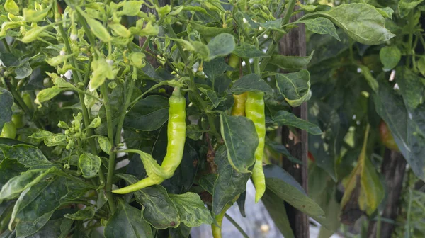 Chili Anbau Einer Der Landwirtschaft Mit Gutem Geschäftswert Sieht Mit — Stockfoto