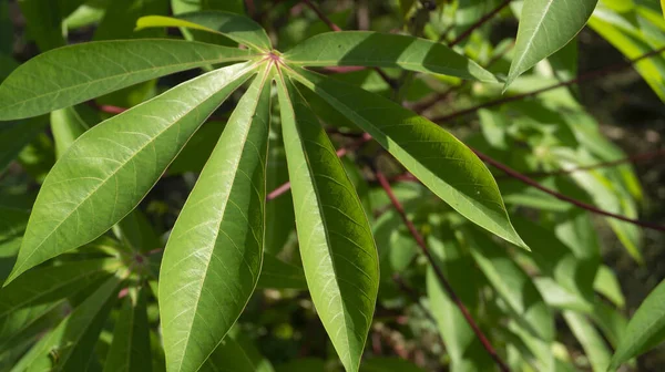 Daun Singkong Salah Satu Tanaman Yang Mudah Dibudidayakan Dengan Daun — Stok Foto