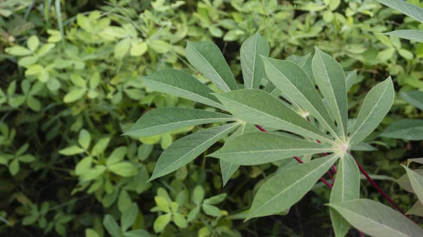 Folhas Mandioca Uma Das Plantas Que Facilmente Cultivada Com Folhas — Fotografia de Stock