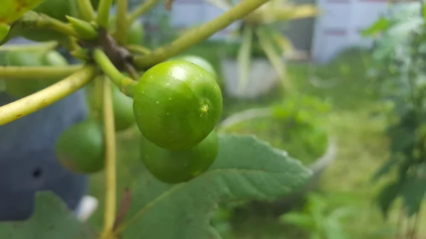 Yaprak Meyve Çeşitli Aşamaları Olgunlaşma Ile Incir Ağacı Ficus Carica — Stok fotoğraf