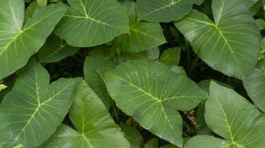 Vahşi ormanların ortasında yetişen Taro yaprakları. Tarodaki yüksek karbonhidrat içeriği pilav malzemelerinin tamamlayıcısını mümkün kılıyor.