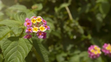 Batı Hint lantana 'sı, harika turuncu çiçekleri olan yabani bitkilerden biri. Bu bitki romatizma, deri kaşıntısı, tüberküloz gibi çeşitli hastalıkları tedavi edebilir.
