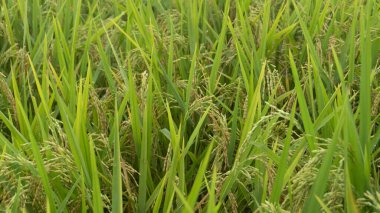 Pirinç bitkileri hasat mevsimine giriyor, yeterli su ve zararlı böceklerden dolayı tahıl içeriyormuş gibi görünüyor.