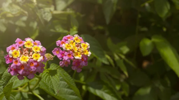 Westindische Lantana Eine Der Wildpflanzen Mit Den Wundervollen Orangen Blüten — Stockfoto