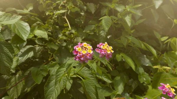 Westindische Lantana Eine Der Wildpflanzen Mit Den Wundervollen Orangen Blüten — Stockfoto