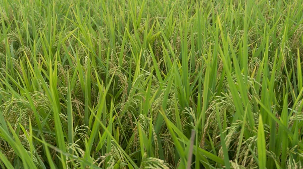 Risväxter Går Skördesäsongen Verkar Innehålla Spannmål Grund Tillräckligt Med Vatten — Stockfoto