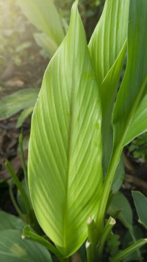 Geniş yapraklı zerdeçal yapraklı Curcuma longa Linn, tıbbi bitkilerden biri ve bağışıklık güçlendirici