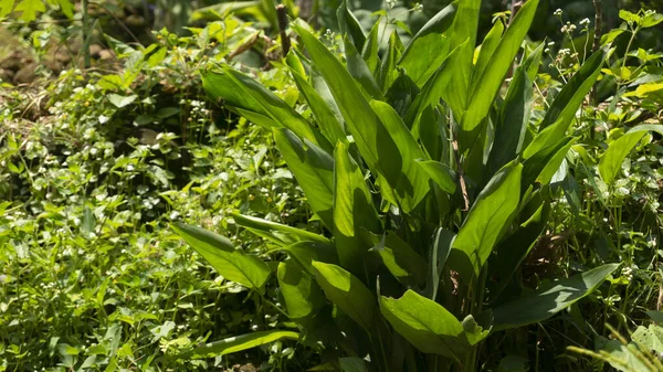 Turmeric Leaves Curcuma Longa Linn Wide Leaves One Medicinal Plants — Stock Photo, Image
