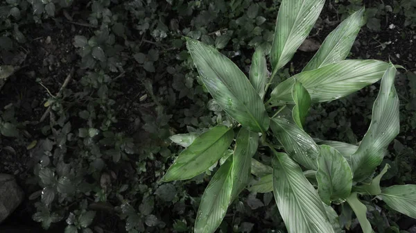 Geniş Yapraklı Zerdeçal Yapraklı Curcuma Longa Linn Tıbbi Bitkilerden Biri — Stok fotoğraf
