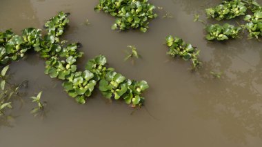 Gölette bir sümbül, doğal bir ot.