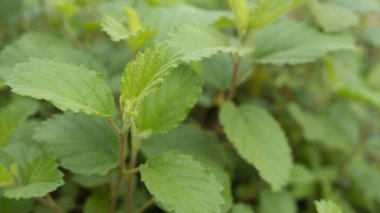 Doğanın arka planında güzel yeşil yaprak
