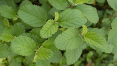 Doğanın arka planında güzel yeşil yaprak