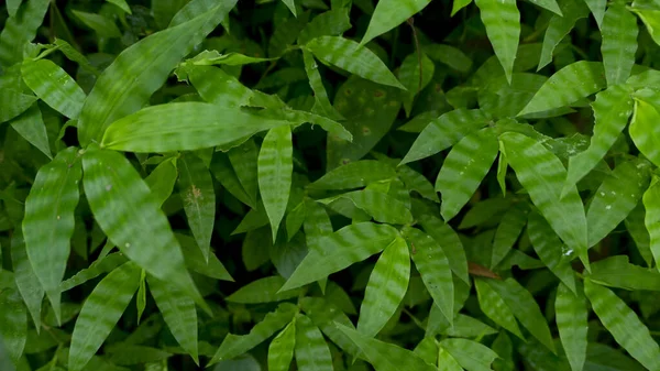 Rumput Liar Kebun Cocok Untuk Digunakan Dalam Gambar Latar Belakang — Stok Foto