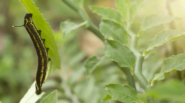 A caterpillar is eating through the process of becoming a butterfly