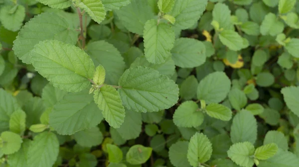 Bela Primavera Folha Verde Fundo Natureza — Fotografia de Stock