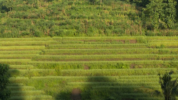 Paddy Farming Using Terracing Method One Way Reduce Erosion Mountainous — Stock Photo, Image