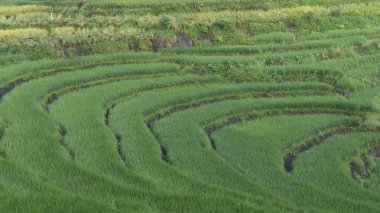 Paddy çiftçiliği teras yöntemini kullanarak, dağlık alanlardaki erozyonu azaltmanın bir yolu