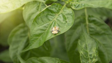 Acı biber yaprakları ve üzerinde bir böcek. Biber yetiştirme, sınırlı arazisi olan çiftçiler için potansiyel iş alanlarından biridir.