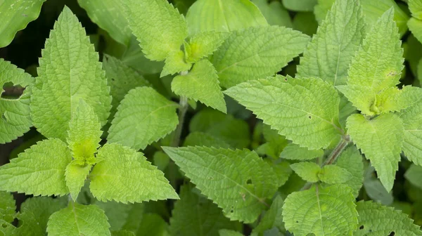 Bela Primavera Folha Verde Fundo Natureza — Fotografia de Stock