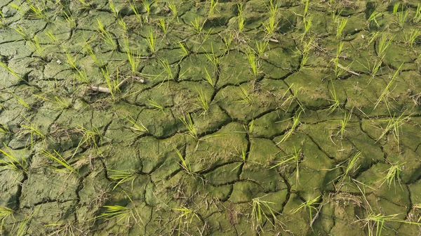 Tanaman Padi Dengan Kondisi Tanah Kering Dan Retak Kekurangan Air Stok Gambar