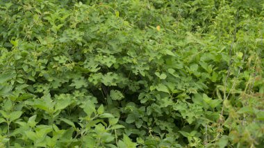 Çalılar bahçenin etrafını çalılarla kaplamış.