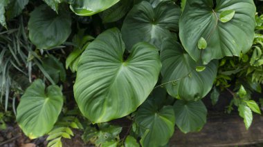 Vahşi ormanların ortasında yetişen Taro yaprakları. Tarodaki yüksek karbonhidrat içeriği pilav malzemelerinin tamamlayıcısını mümkün kılıyor.