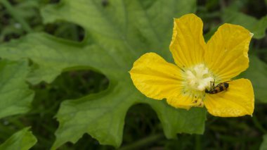 Güzel sarı karpuz çiçeği, döllenme süreci agarmasa hasadı daha hızlı.