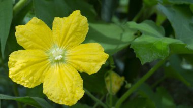 Güzel sarı karpuz çiçeği, döllenme süreci agarmasa hasadı daha hızlı.