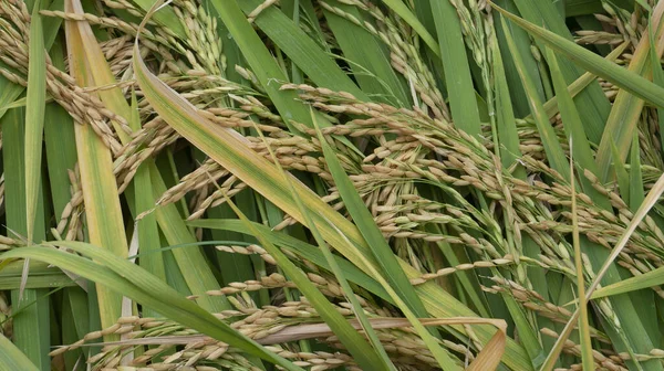 Granos Arroz Entrando Temporada Cosecha Uno Los Graneros Alimentos Para — Foto de Stock