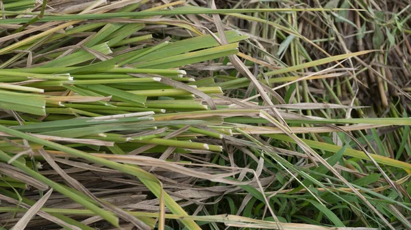 Straw Stems Harvesting Rice — Stock Photo, Image