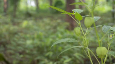Physalis angulata, diyabet ve diğerleri gibi çeşitli hastalıkların tedavisinde etkili bir meyve.