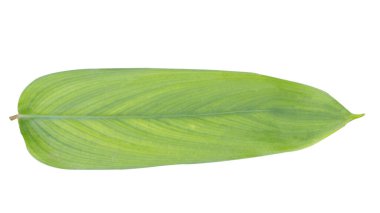 Zerdeçal yaprakları, iltihap, gaz zehirlenmesi, regl sırasında ağrı, kan şekerinin düşmesi vs. gibi hastalıkları tedavi eden tıbbi bitkilerden biri.