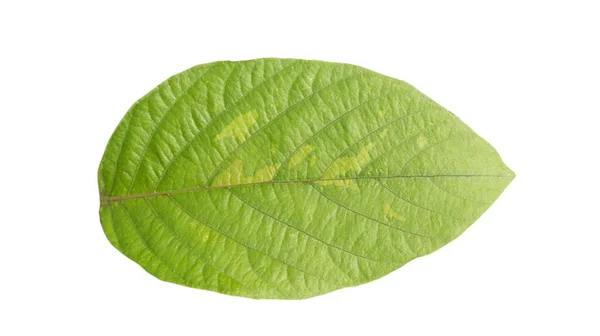 Зеленый Лист Естественной Текстурой Фотография Сделана Изолированном Режиме — стоковое фото