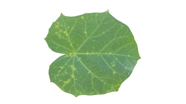 ジャトロファの葉 寒さなどを治療するためのさまざまな利点を持つ1つの植物 — ストック写真