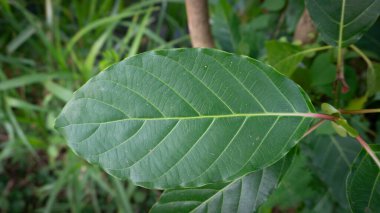 Sabah mevsiminde çiy damlaları ve doğal doku içeren yeşil yapraklar..