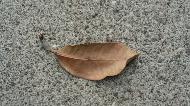 Mevsimsel değişikliklerden dolayı düşen mango yaprakları, doğal dokuya sahip sarımtırak.