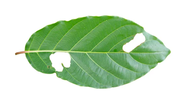 成熟した葉は 自然のテクスチャを持つ毛虫によって供給され 野生の生態系の回転の一種です — ストック写真