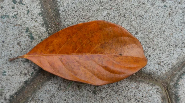 Torkade Jackfrukt Blad Som Faller Markplan Säsongsförändringar Sker När Pandemi — Stockfoto