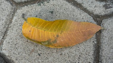 Mevsimsel değişikliklerden dolayı düşen mango yaprakları, doğal dokuya sahip sarımtırak.