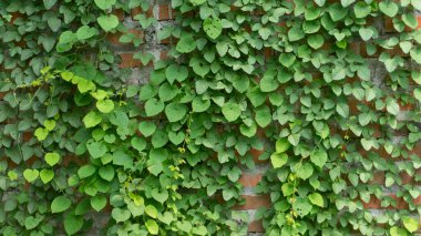 Asmalı kırmızı tuğla duvarlar, duvar kağıdı olarak kullanılacak resimler, arkaplan resimleri veya grafik kaynakları
