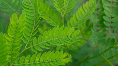 Leaves of Leucaena leucocephala, one of the tropical plants with edible fruit