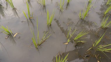 Taze ekilmiş pirinç filizleri geleneksel bir çeltik tarlasında çamurlu sulardan çıkar ve mahsul yetiştirmenin ilk aşamalarını gösterir. Tarım, sürdürülebilirlik ve doğa temaları için ideal.