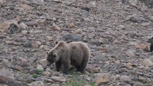 Oso con cachorros buscando comida en la montaña — Vídeos de Stock