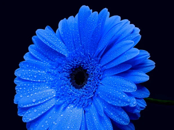 Klassieke blauwe bloem op een donkere achtergrond — Stockfoto